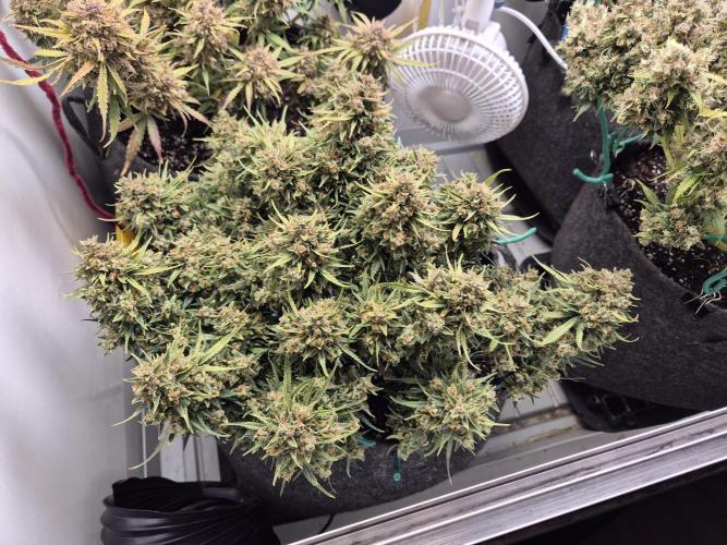 GTools Strawberry banana. Week 13