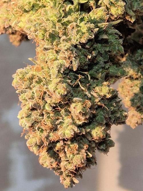 GTools Strawberry banana. Week 13