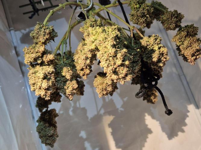 GTools Strawberry banana. Week 13