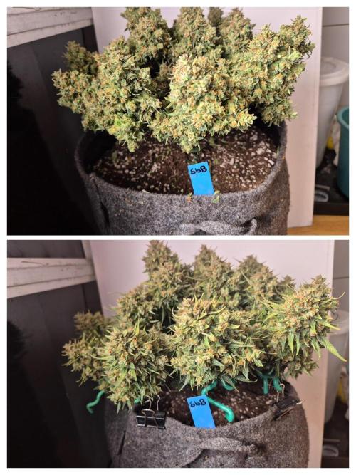 GTools Strawberry banana. Week 13