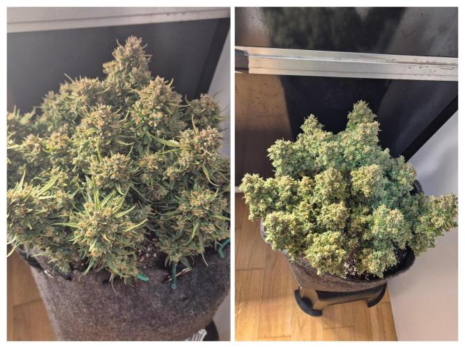 GTools Strawberry banana. Week 13