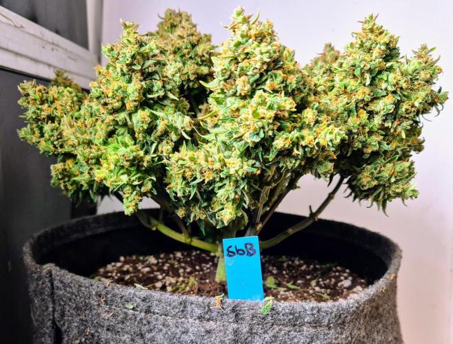 GTools Strawberry banana. Week 13