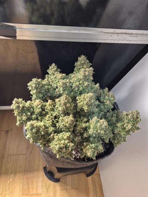 GTools Strawberry banana. Week 13