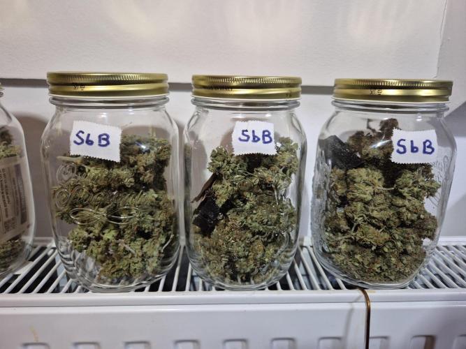 GTools Strawberry banana. Week 13