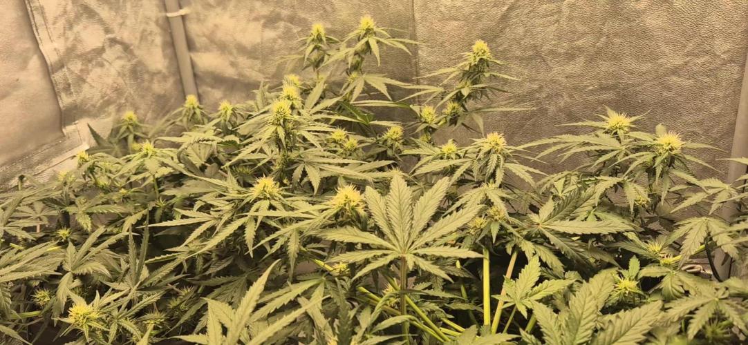 Royal Jack&Diesel Auto