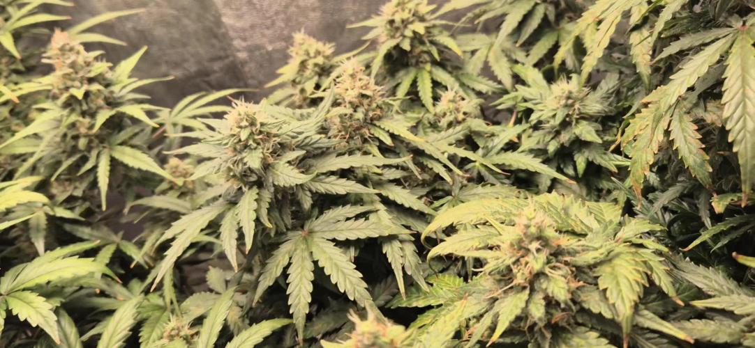 Royal Jack&Diesel Auto
