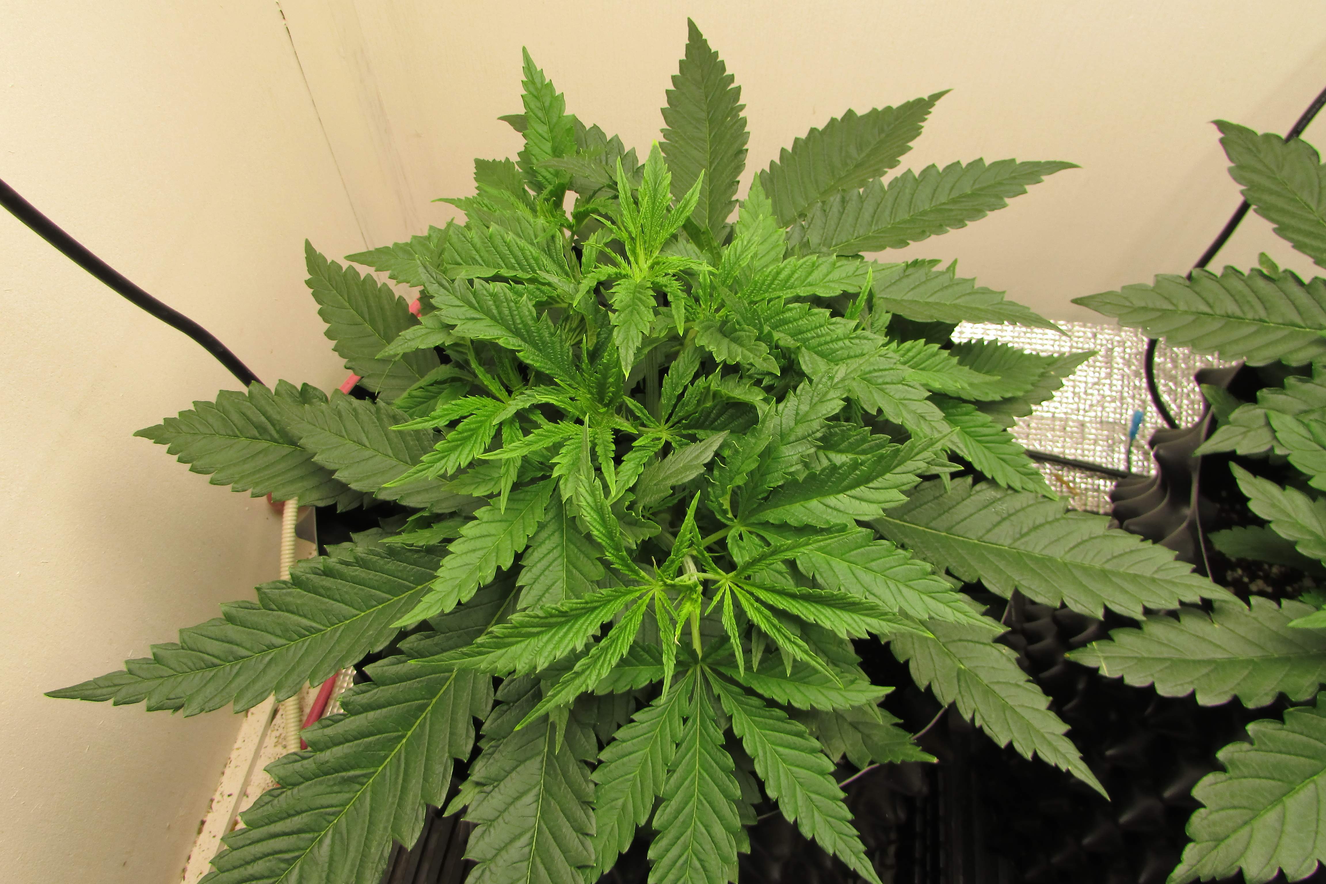 Seedsman Blueberry grow diary (journal) week4 by Plan_9 GrowDiaries