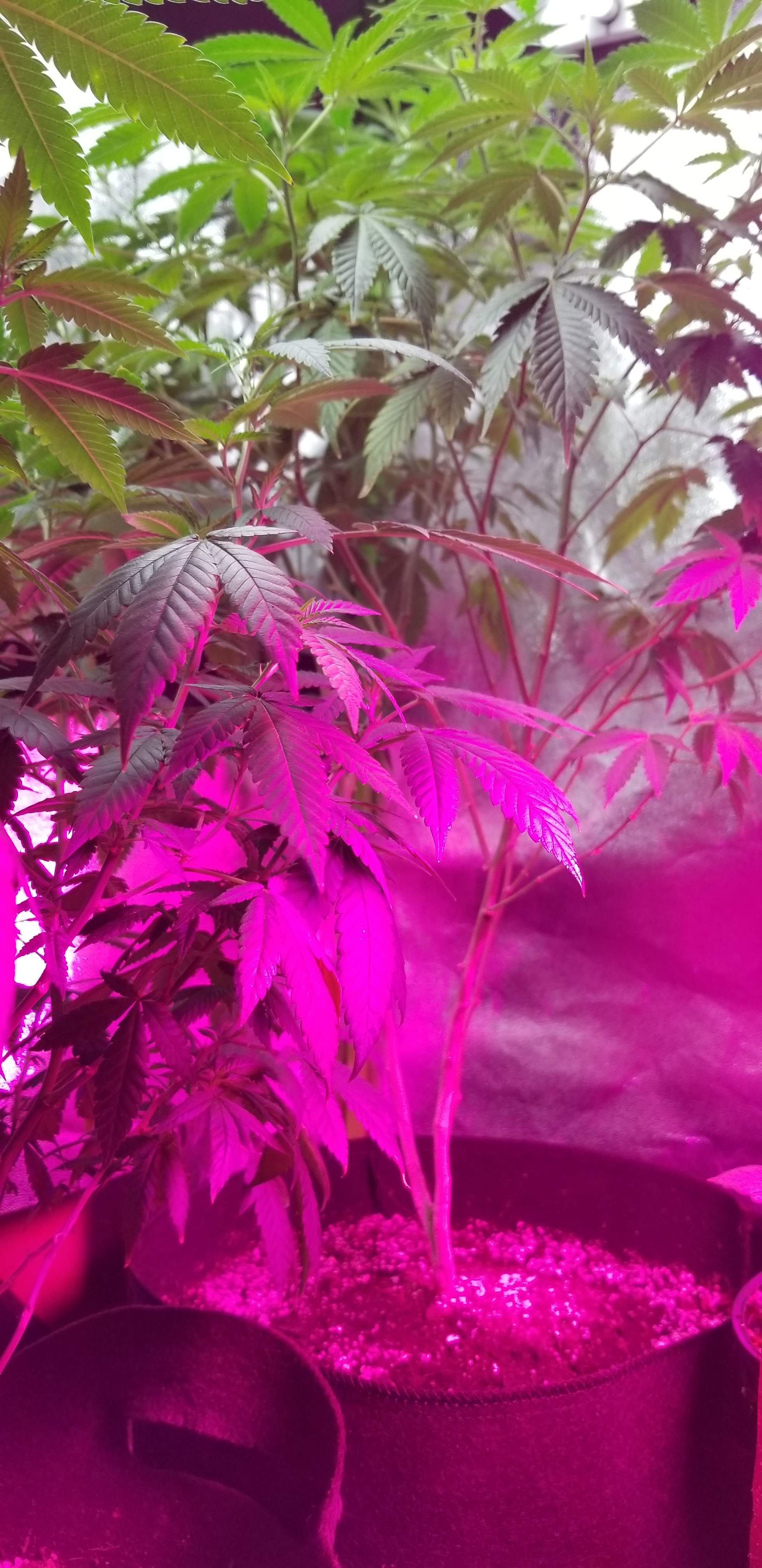 Barney's Farm Blueberry Cheese grow diary (journal) week10 by Bossman