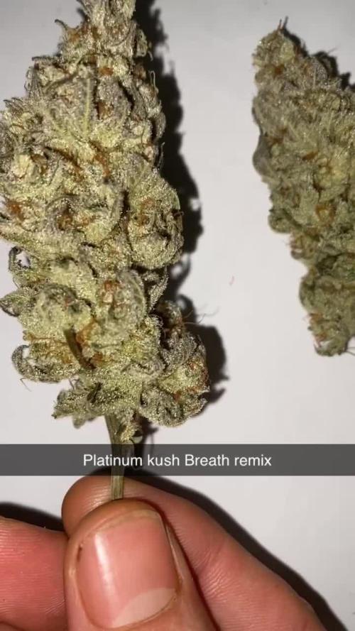 Pheno hunting 