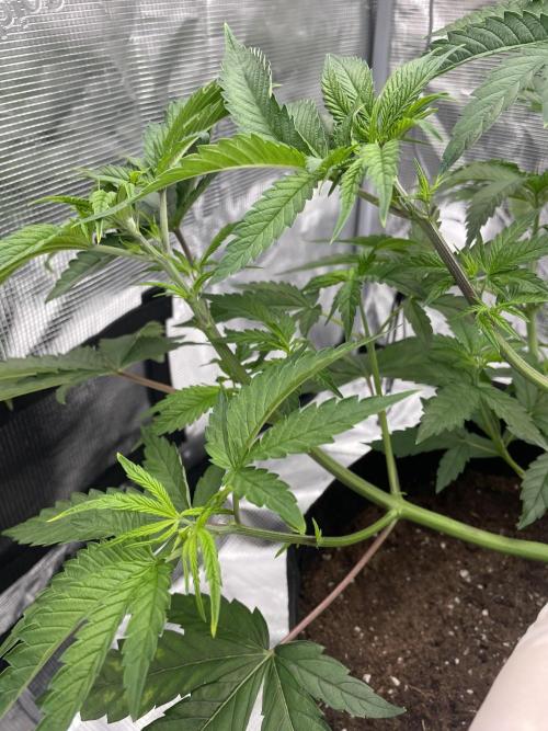 Humbud . Week 5 - Secondaries are starting to grow stronger.