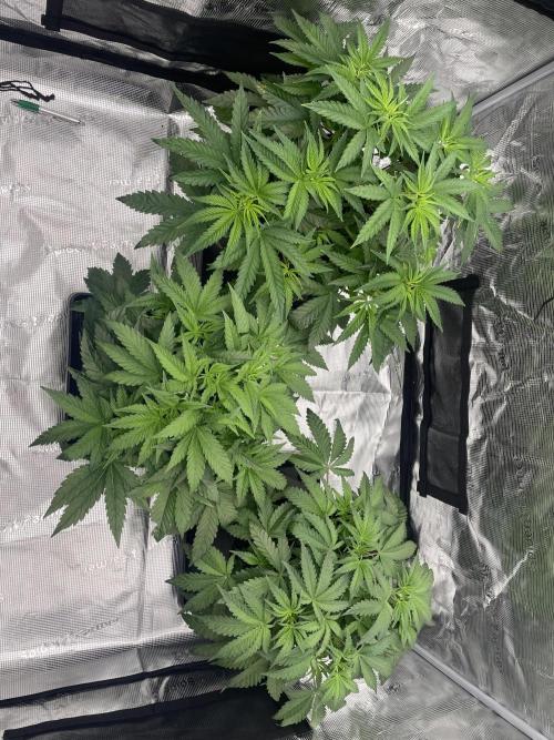 Humbud . Week 5 - Before defo