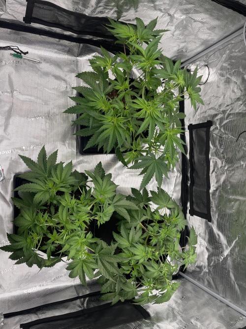 Humbud . Week 5 - After defo