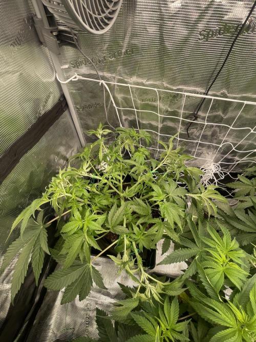 Humbud . Week 6 - After training 