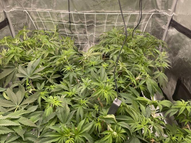 Humbud . Week 6 - Group pic after training 