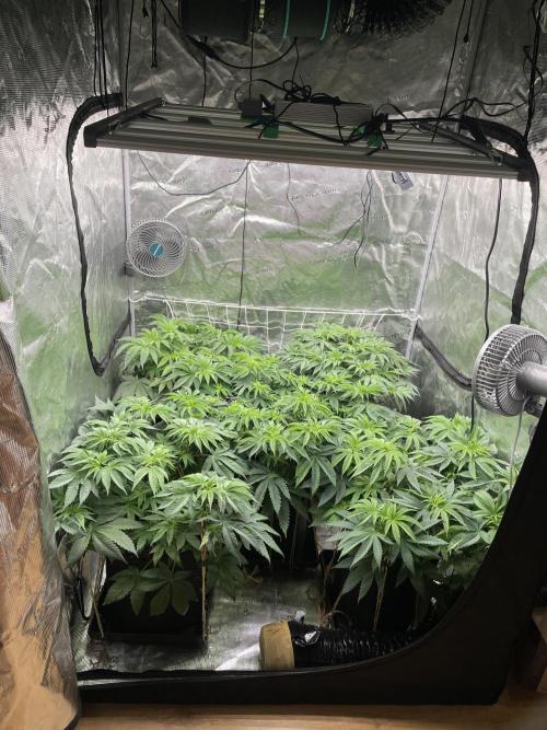 Humbud . Week 7