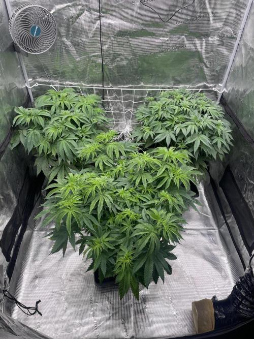 Humbud . Week 7 - Before training session 