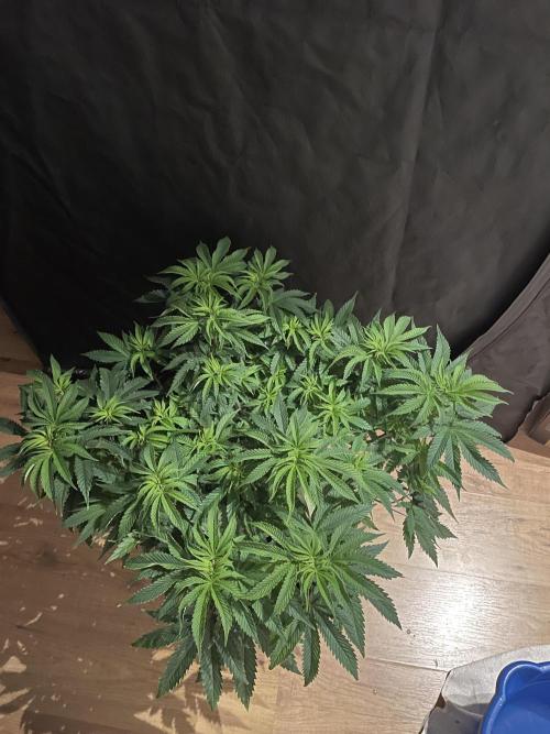 Humbud . Week 7