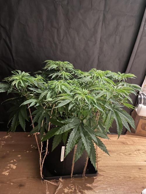 Humbud . Week 7