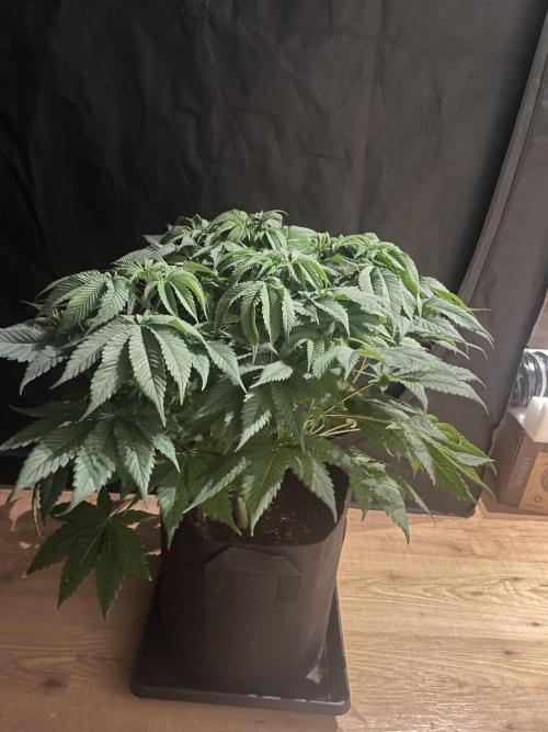 Humbud . Week 7 - Before defo and lollipop 