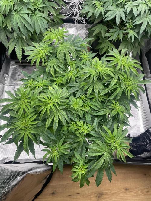 Humbud . Week 7 - Before defo and lollipop 