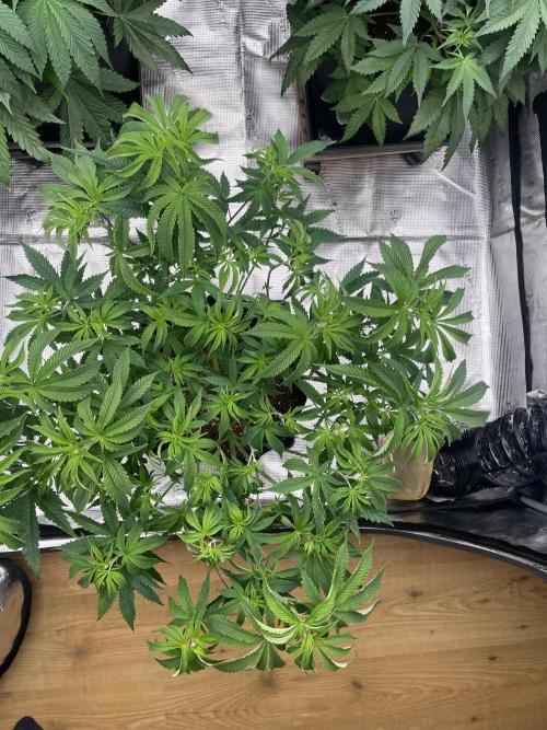 Humbud . Week 7 - After defo and lollipop 