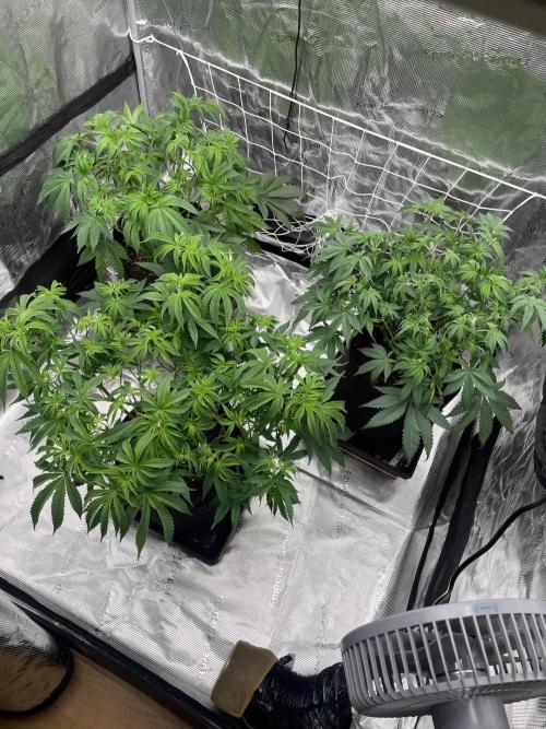 Humbud . Week 7 - After training session 