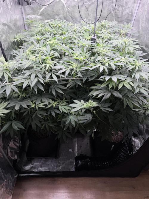 Humbud . Week 12