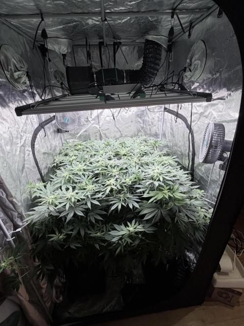Humbud . Week 13