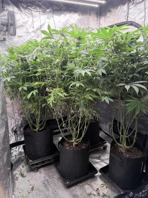 Humbud . Week 14 - Before defo