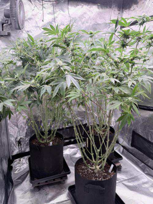 Humbud . Week 14 - After defo