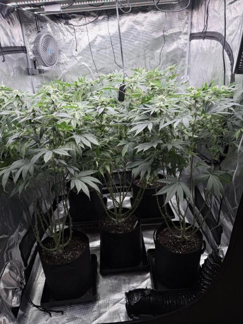 Humbud . Week 14