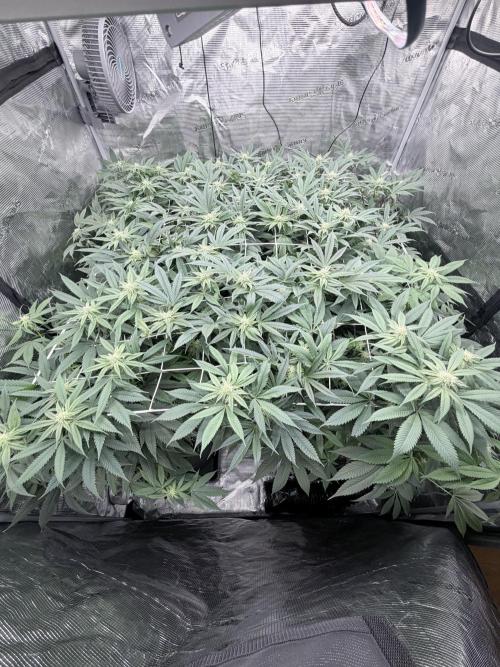 Humbud . Week 14 - Before defo