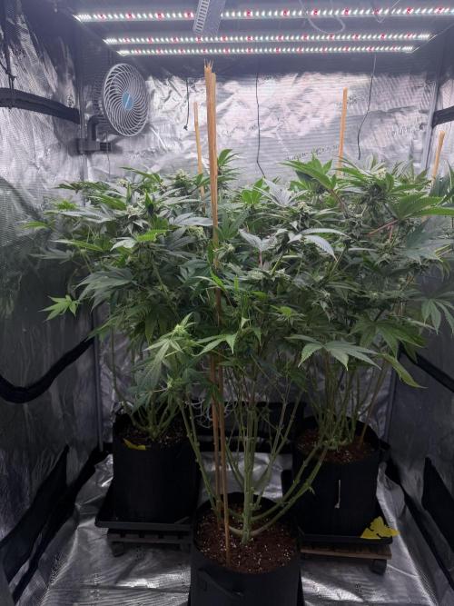 Humbud . Week 15