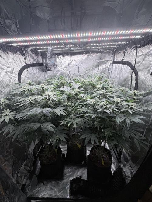 Humbud . Week 15