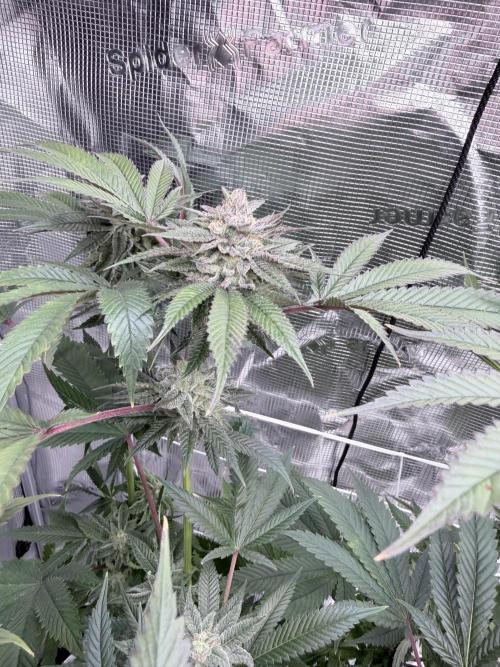 Humbud . Week 16