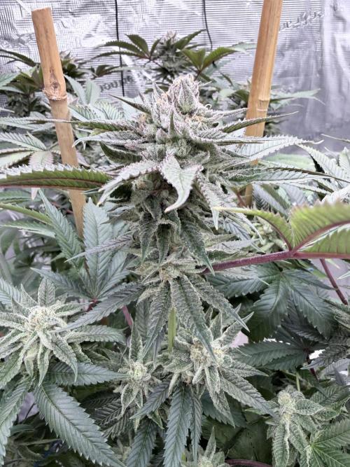 Humbud . Week 17