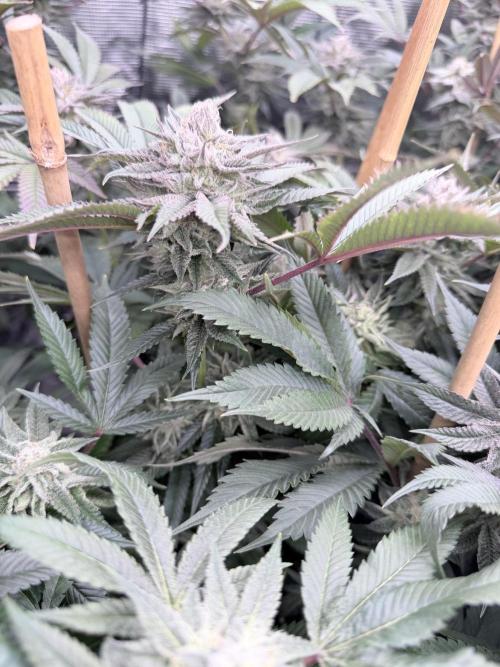 Humbud . Week 17