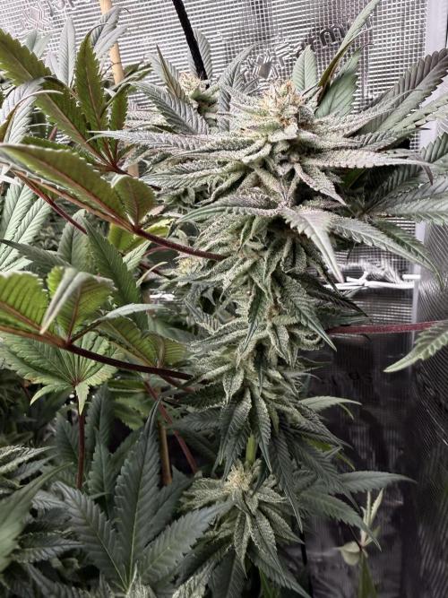 Humbud . Week 17