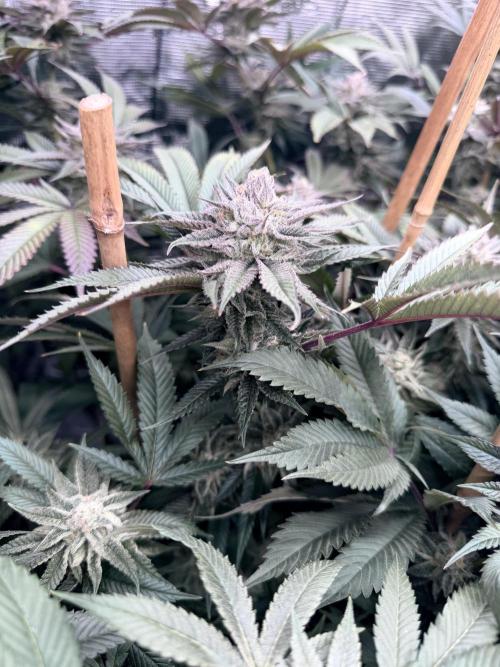 Humbud . Week 17