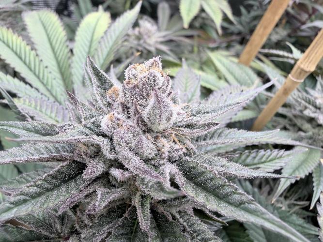 Humbud . Week 17