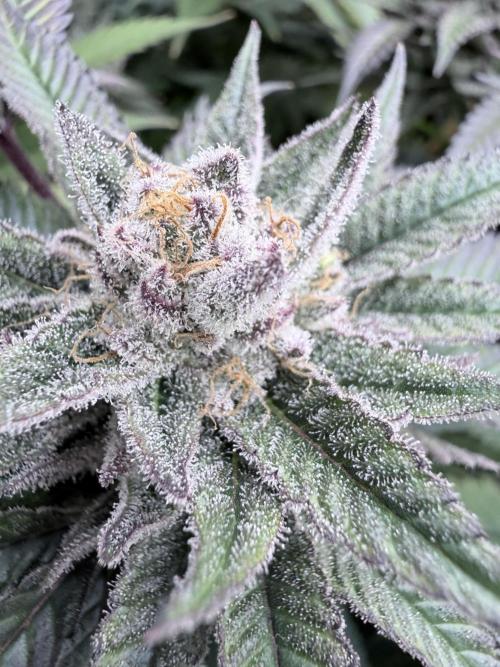 Humbud . Week 17