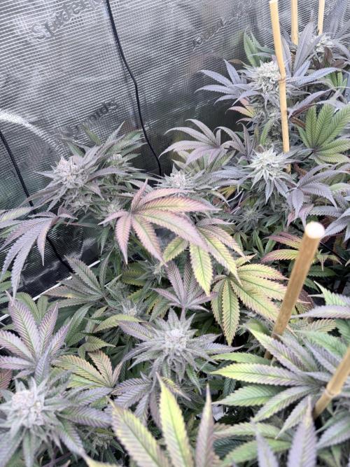 Humbud . Week 18