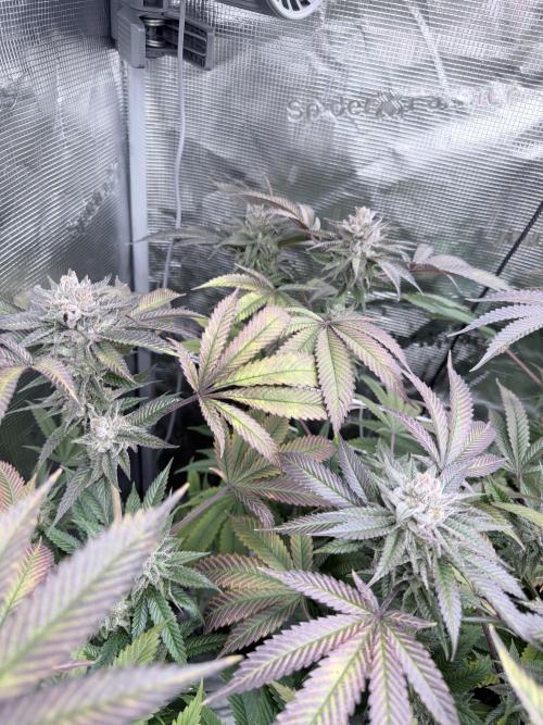 Humbud . Week 18
