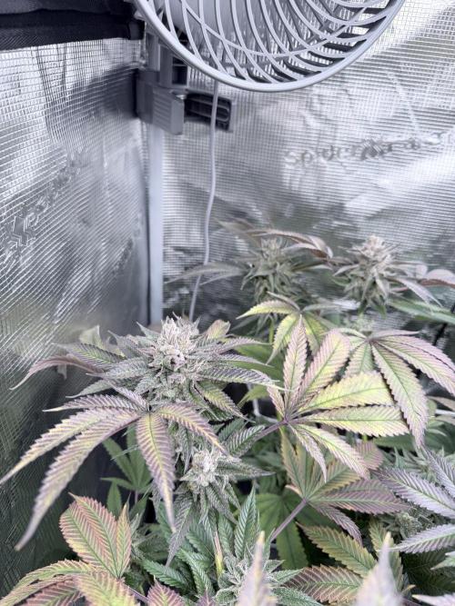 Humbud . Week 18