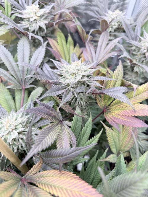 Humbud . Week 18