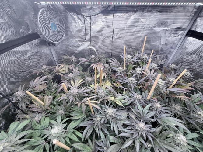 Humbud . Week 18