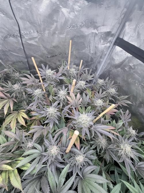 Humbud . Week 18