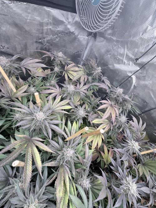 Humbud . Week 18
