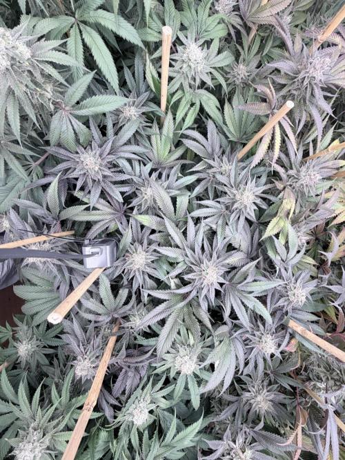 Humbud . Week 18