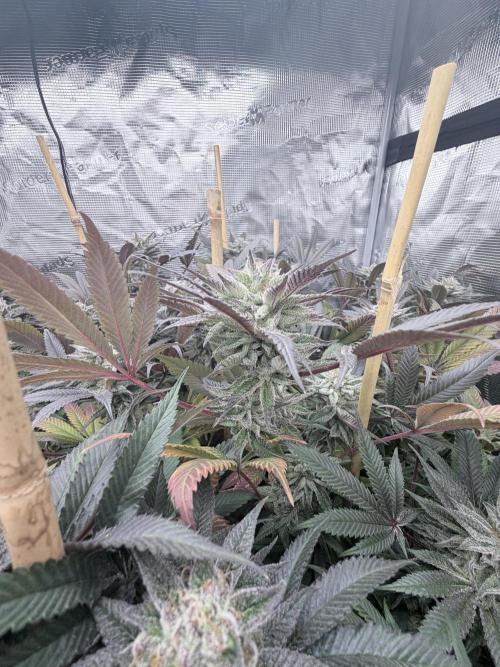 Humbud . Week 18